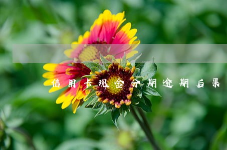 信用卡现金分期逾期后果 信用卡现金分期逾期后果