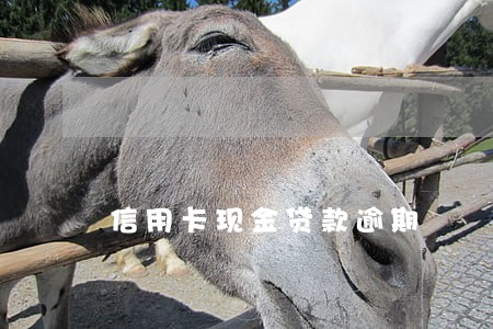 信用卡现金贷款逾期 信用卡现金贷款逾期