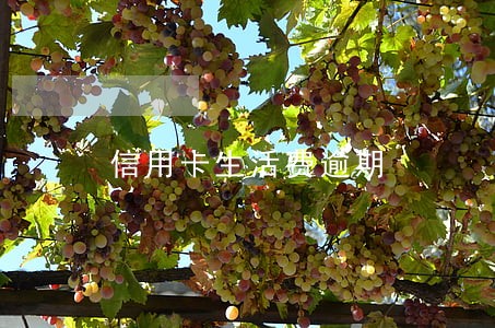 信用卡生活费逾期 信用卡生活费逾期