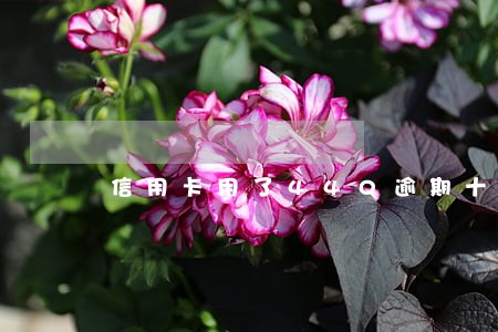 信用卡用了440逾期十年怎办