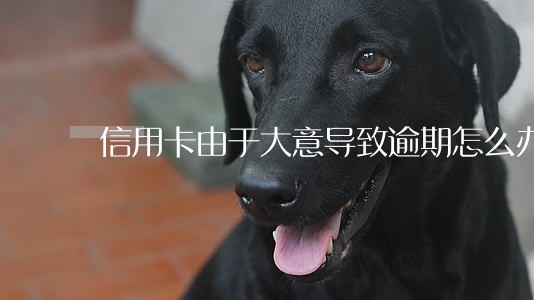 信用卡由于大意导致逾期怎么办 信用卡由于大意导致逾期怎么办