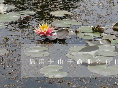 信用卡由于逾期会有什么影响 信用卡由于逾期会有什么影响