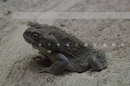 信用卡申请分期后逾期无力偿还