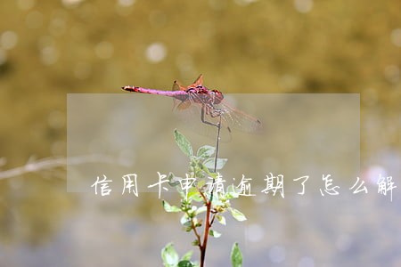 信用卡申请逾期了怎么解决 信用卡申请逾期了怎么解决