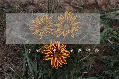 信用卡申请逾期被停卡