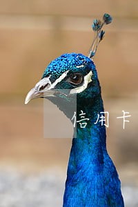 信用卡申请逾期被冻结怎么办 信用卡申请逾期被冻结怎么办