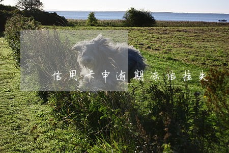 信用卡申逾期冻结挂失 信用卡申逾期冻结挂失