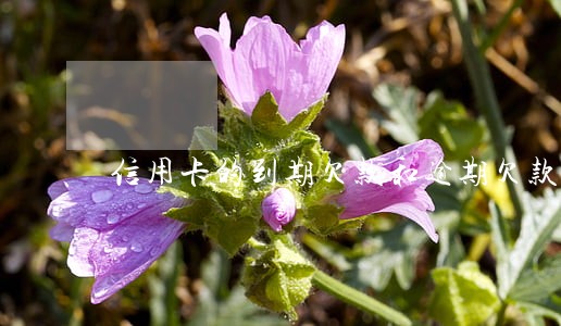 信用卡的到期欠款和逾期欠款 信用卡的到期欠款和逾期欠款