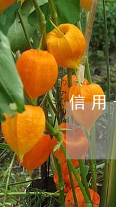 信用卡的逾期利息和滞纳金