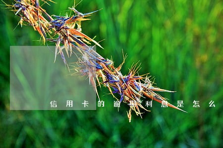 信用卡的逾期利息是怎么算的浦发