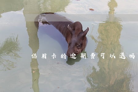 信用卡的逾期费可以退吗 信用卡的逾期费可以退吗