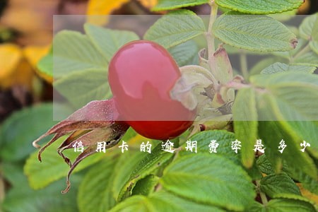 信用卡的逾期费率是多少 信用卡的逾期费率是多少