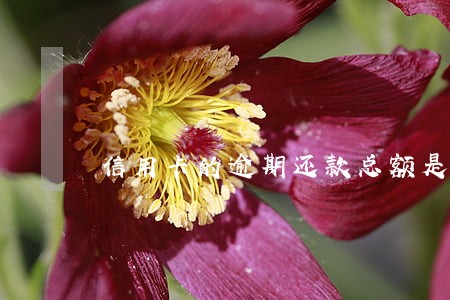 信用卡的逾期还款总额是什么意思 信用卡的逾期还款总额是什么意思