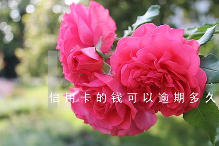 信用卡的钱可以逾期多久 信用卡的钱可以逾期多久