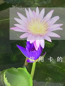 信用卡的钱逾期半个月
