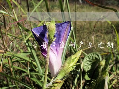 信用卡盗刷产生逾期