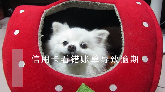 信用卡看错账单导致逾期