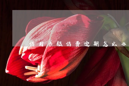 信用卡短信费逾期怎么办 信用卡短信费逾期怎么办