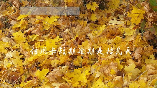 信用卡短期逾期是指几天 信用卡短期逾期是指几天