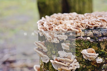 信用卡短讯费逾期 信用卡短讯费逾期