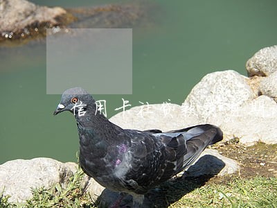 信用卡社贷款有逾期记录