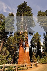 信用卡第4天算不算逾期 信用卡第4天算不算逾期
