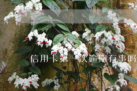 信用卡第一次逾期有事吗