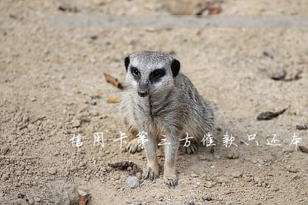 信用卡第三方催款只还本金 信用卡第三方催款只还本金
