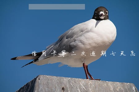 信用卡第二次逾期七天怎么办
