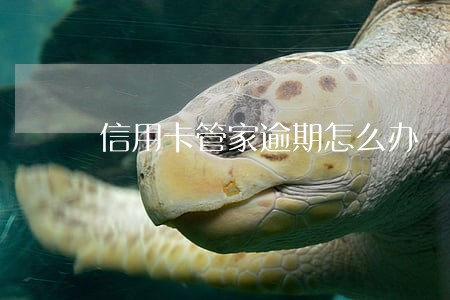 信用卡管家逾期怎么办