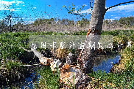 信用卡累计逾期怎么计算 信用卡累计逾期怎么计算