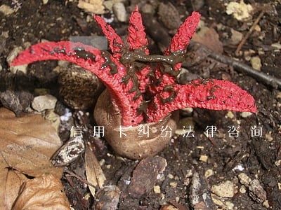 信用卡纠纷法律咨询 信用卡纠纷法律咨询