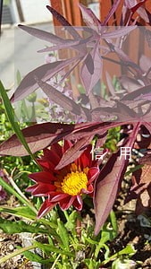 信用卡纯年费逾期影响贷款吗 信用卡纯年费逾期影响贷款吗