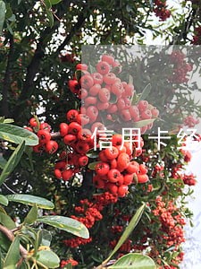信用卡经常逾期派出所会介入吗 信用卡经常逾期派出所会介入吗