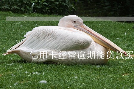 信用卡经常逾期能贷款买车吗 信用卡经常逾期能贷款买车吗
