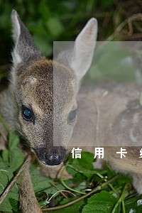 信用卡经常逾期还能提升额度吗 信用卡经常逾期还能提升额度吗