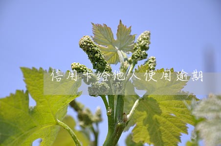 信用卡给他人使用逾期 信用卡给他人使用逾期