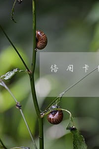 信用卡给家人使用逾期了 信用卡给家人使用逾期了
