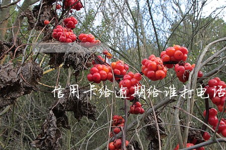 信用卡给逾期给谁打电话 信用卡给逾期给谁打电话