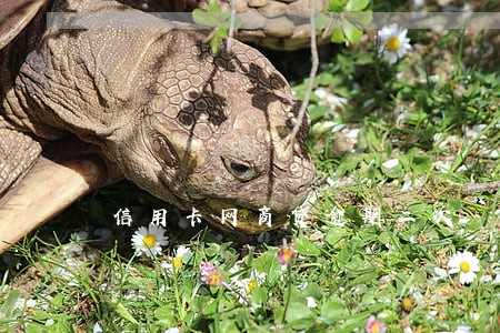 信用卡网商贷逾期二次