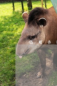 信用卡网商贷逾期多次怎么办 信用卡网商贷逾期多次怎么办