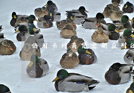 信用卡网商贷逾期应对法 信用卡网商贷逾期应对法