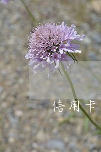 信用卡网贷40万逾期 信用卡网贷40万逾期