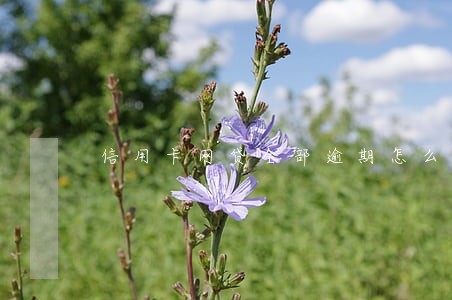 信用卡网贷全部逾期怎么办上海