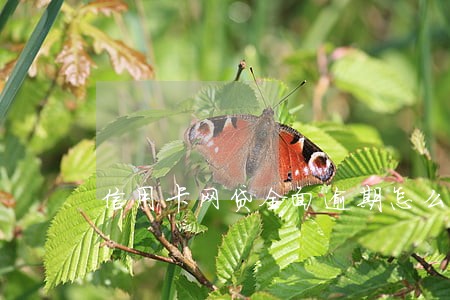 信用卡网贷全面逾期怎么办 信用卡网贷全面逾期怎么办