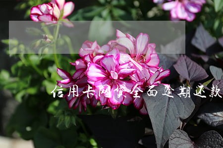 信用卡网贷全面逾期还款计划 信用卡网贷全面逾期还款计划
