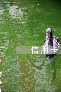 信用卡网贷等逾期协商 信用卡网贷等逾期协商