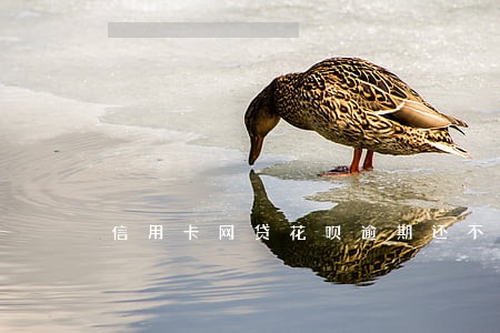 信用卡网贷花呗逾期还不上怎么办 信用卡网贷花呗逾期还不上怎么办