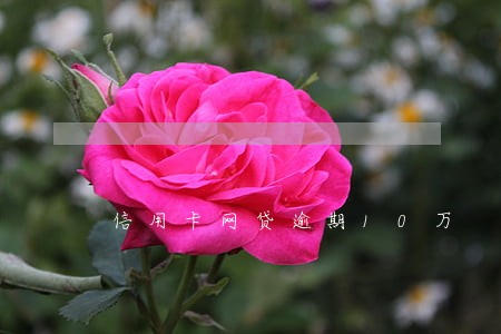 信用卡网贷逾期10万