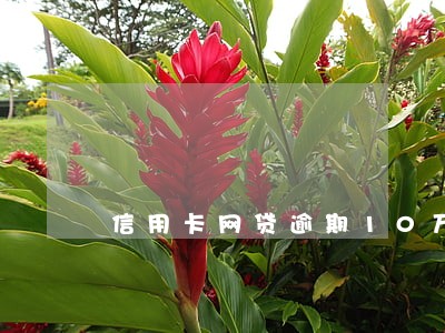 信用卡网贷逾期10万元